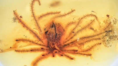 100 milyon yıldan beri kehribar içinde korunan çiçekler ve daha fazlası!