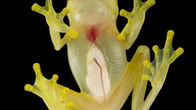 İki yeni kurbağa türü keşfedildi: İç organları tamamen görülebiliyor