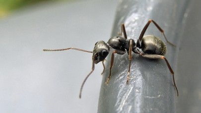 Kanseri koklayarak teşhis edebilen karınca türü keşfedildi