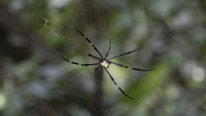 Örümcekler ağlarını kullanarak "duyabiliyor"