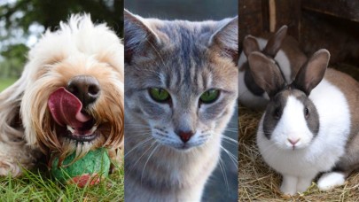 Evcil hayvanlar ile ilgili doğru sanılan 8 yanlış bilgi!