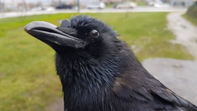 Kargalar uçmak için 'demokratik' bir süreç kullanıyor!