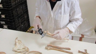 Bilim insanları,  Pompeii kurbanlarının taşlaşmış bedenlerinden antik DNA'lar topladı