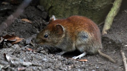 Fareler üzerinde yayılan yeni bir koronavirüs türü bulundu!