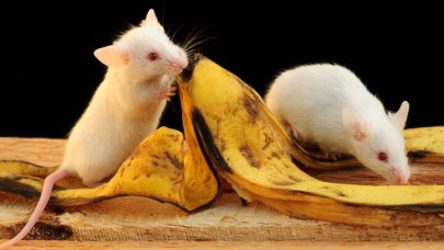 İlginç araştırma: Erkek fareler muzdan korkuyor
