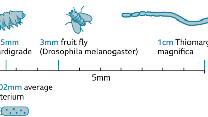 Dev bir bakteri türü keşfedildi! İnsan kirpiği boyutunda