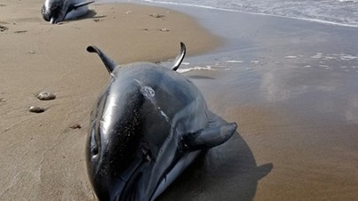 Karadeniz kıyılarına vuran ölü yunuslar savaştan etkilenmiş olabilir!