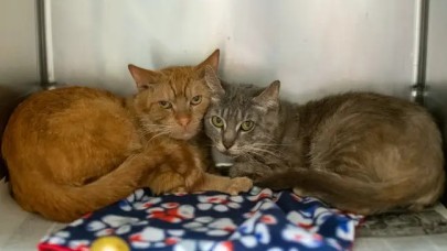 Arabasında 47 kediyle birlikte yaşayan evsiz adam!