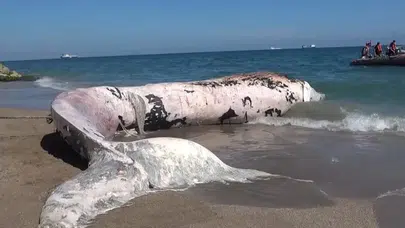 Türkiye’de İlk Olacak! Yaklaşık 16 Metrelik Fin Balinasının İskeleti Bilimsel Kazıyla Çıkarılacak