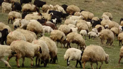 Koyun otlağında 560 milyon yıllık sürpriz: Bilim dünyasını heyecanlandıran keşif