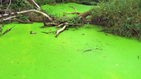 Paleontologlar 541 milyon yıllık yeşil bir alg mikrofosili keşfetti!