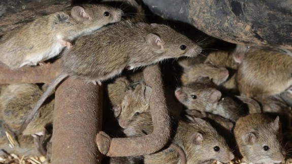 120 yılda bir yaşanıyor! Fareler Japonya'yı istila etti