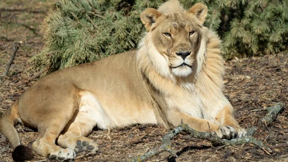 18 yaşındaki dişi aslan Zuri'nin,  erkek aslanlar gibi yelesi çıkmaya başladı