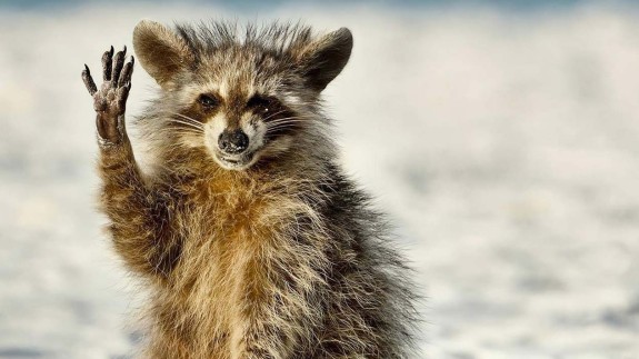 2022'nin en komik 'Vahşi Yaşam' fotoğrafları belli oldu: İşte vahşi hayvanarın birbirinden komik anları