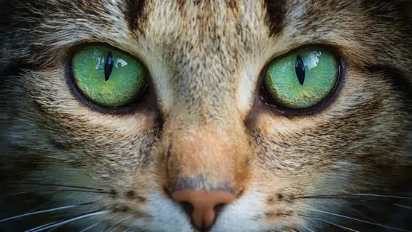 Doğanın gözü robotlara ilham oldu: Kedi gözü teknolojisi İHA'larda devrim yaratıyor
