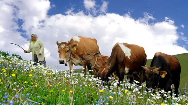 Karadeniz Yaylalarında 5G Çeker mi? Gerçek Kullanım Senaryoları