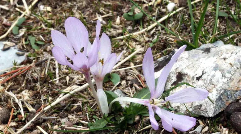 Muğla’nın doğası bilim dünyasını heyecanlandırdı: Literatüre yeni bir tür eklendi