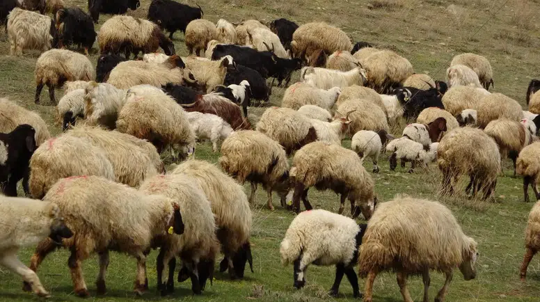 Koyun otlağında 560 milyon yıllık sürpriz: Bilim dünyasını heyecanlandıran keşif