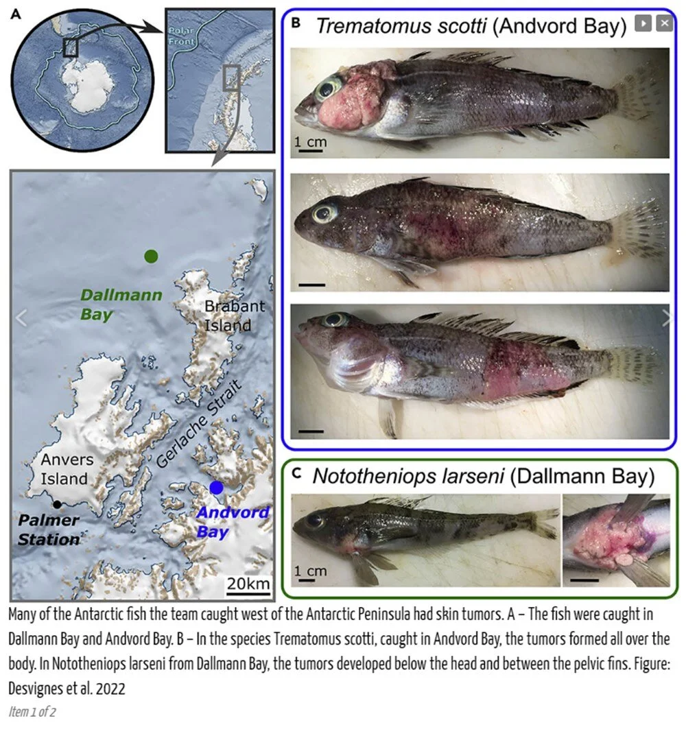 Küresel ısınma balıklarda kansere sebep olmaya başladı! 2