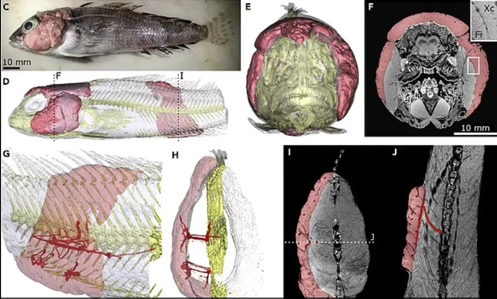 Küresel ısınma balıklarda kansere sebep olmaya başladı! 1