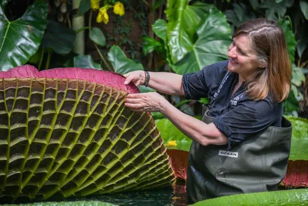 2022-07-06 13_35_45-8256.jpg (620×413)