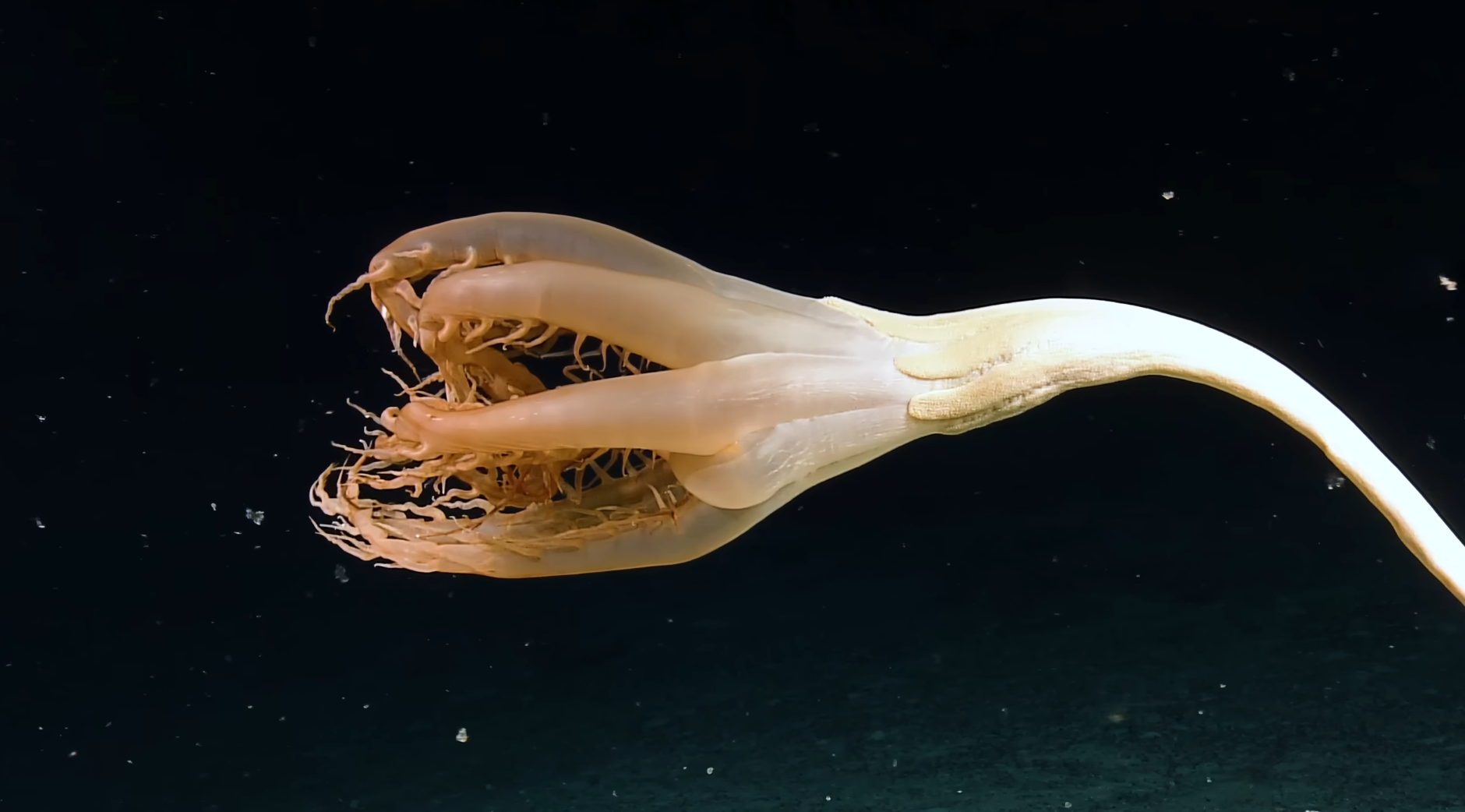2022-07-17 10_28_18-(1) Discovery of a Solumbellula Sea Pen - First Sighting in the Pacific! _ Nauti