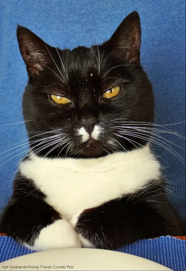 2022 Komik Hayvan Fotoğrafları Yarışması'nın finalistleri belli oldu! 3