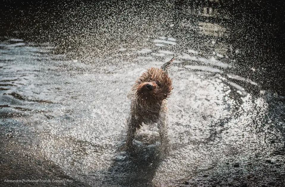 2022 Komik Hayvan Fotoğrafları Yarışması'nın finalistleri belli oldu! 8
