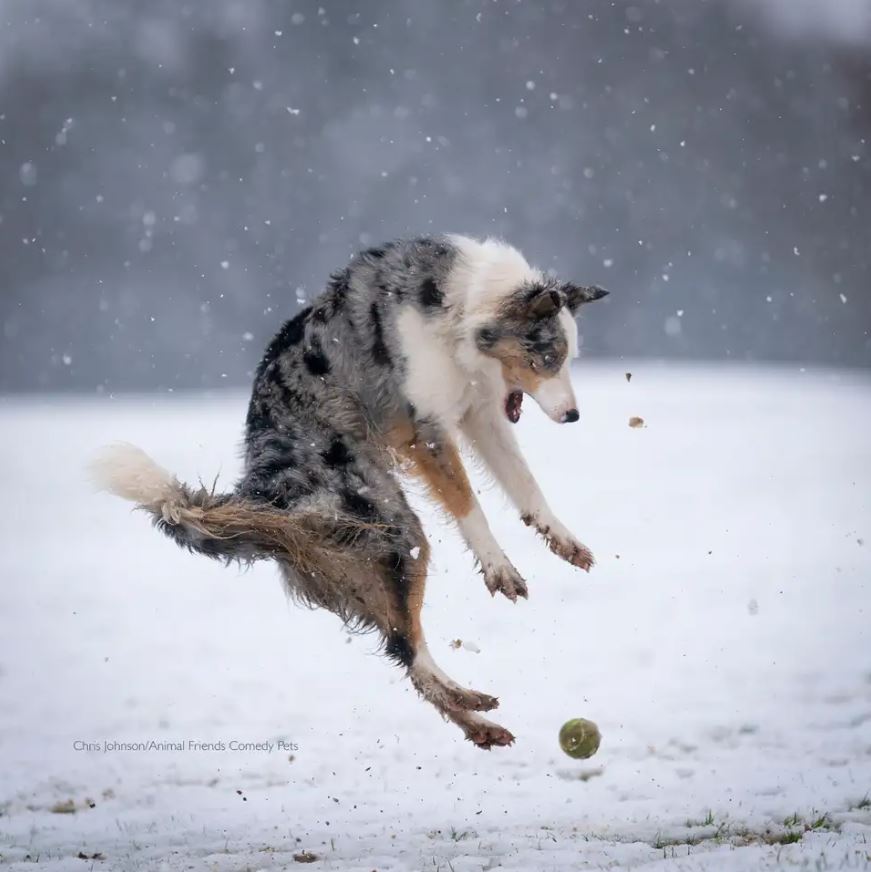 2022 Komik Hayvan Fotoğrafları Yarışması'nın finalistleri belli oldu! 10