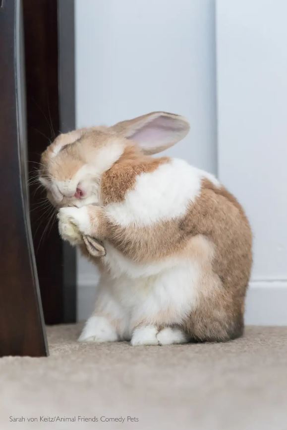 2022 Komik Hayvan Fotoğrafları Yarışması'nın finalistleri belli oldu! 13