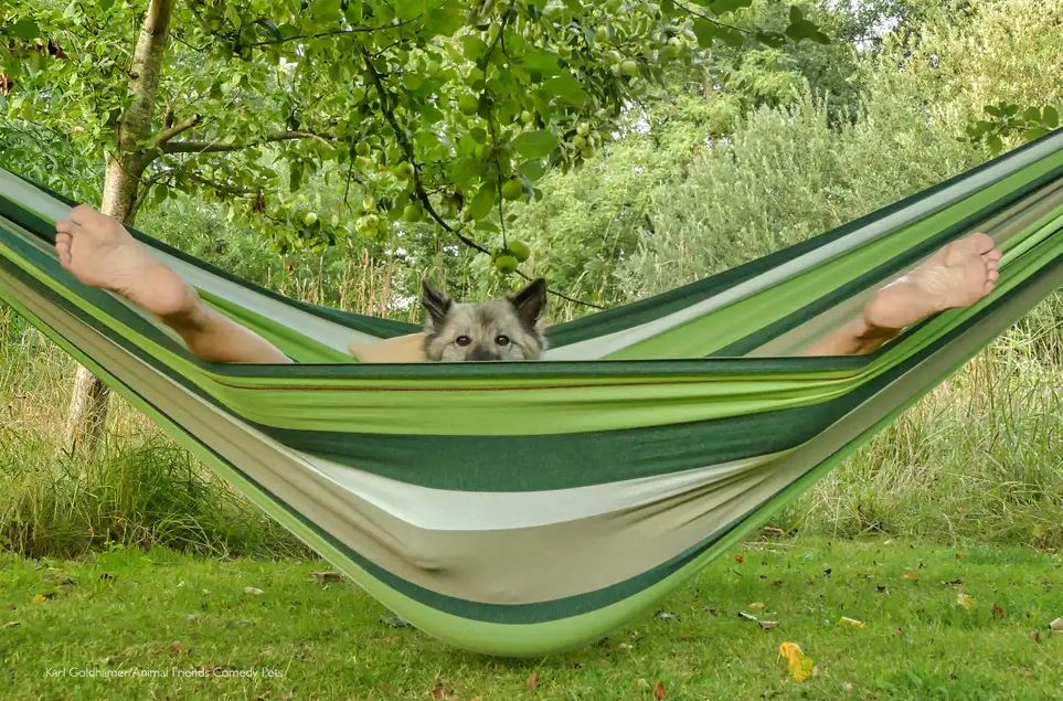 2022 Komik Hayvan Fotoğrafları Yarışması'nın finalistleri belli oldu! 18