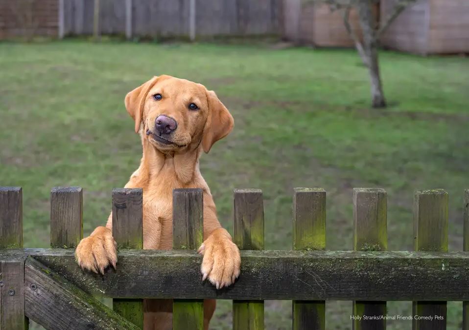 2022 Komik Hayvan Fotoğrafları Yarışması'nın finalistleri belli oldu! 21