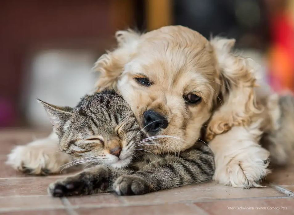 2022 Komik Hayvan Fotoğrafları Yarışması'nın finalistleri belli oldu! 22