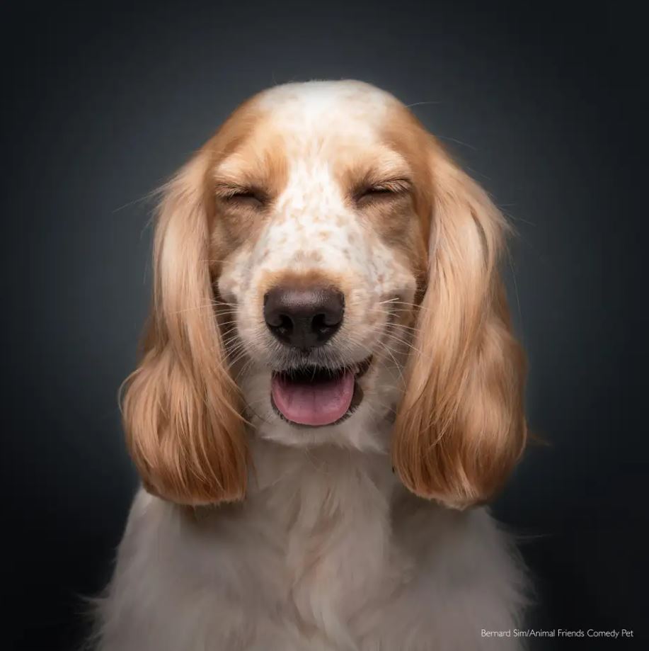 2022 Komik Hayvan Fotoğrafları Yarışması'nın finalistleri belli oldu! 23