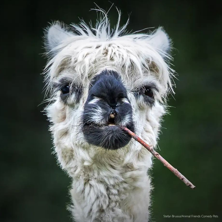 2022 Komik Hayvan Fotoğrafları Yarışması'nın finalistleri belli oldu! 26