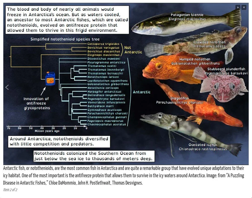 Küresel ısınma balıklarda kansere sebep olmaya başladı! 3