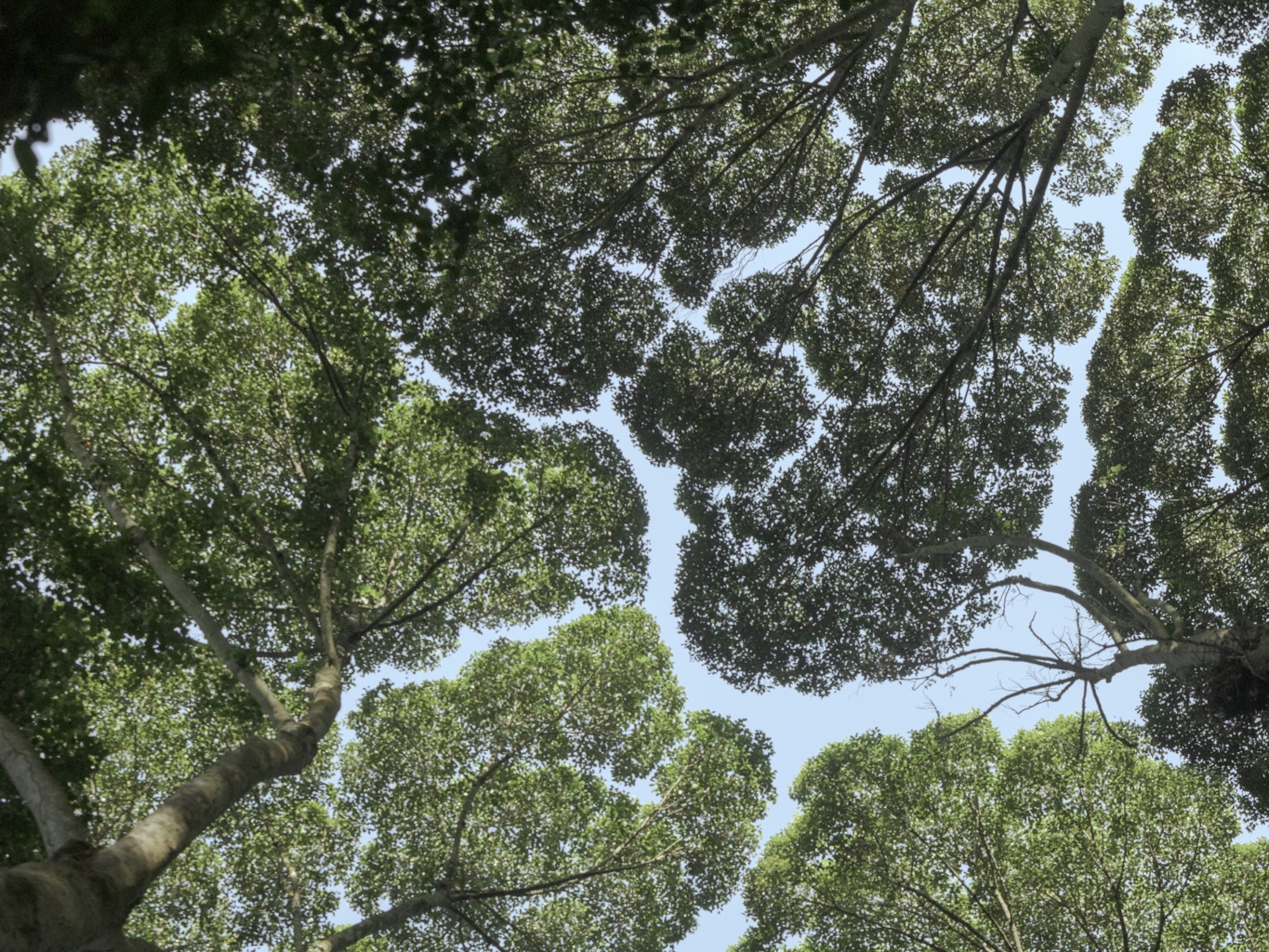 crownshyness_mm9404_200619_00166_4x3