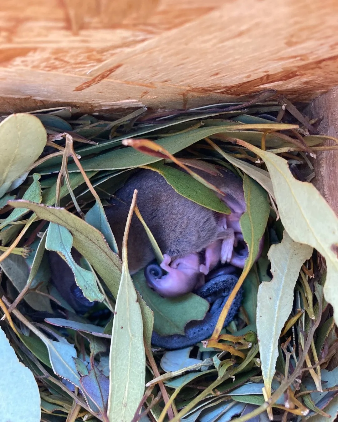 cüce sıçan ve kertenkele ev arkadaşı oldu (1)