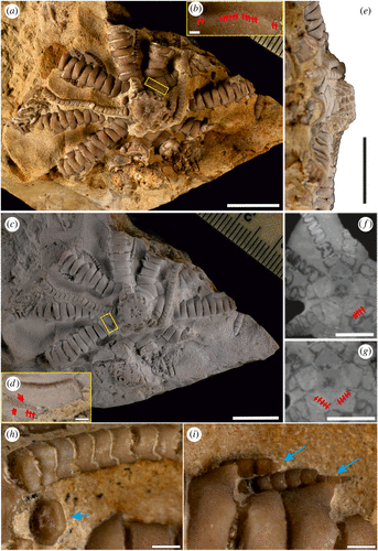 deniz zambağı zelenski (1)