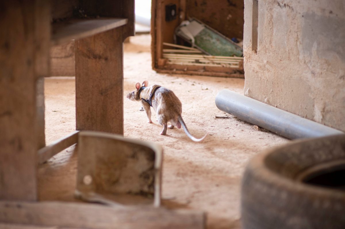 fareler depremzedeleri kurtarıyor (6)