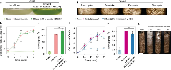 karanlık ortamlarda bitki yetiştirildi (2)