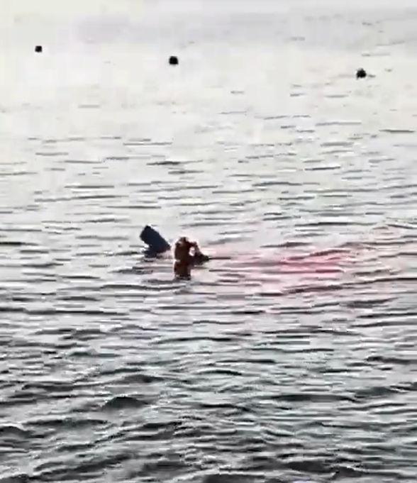 köpek balığı saldırısı (1)-1