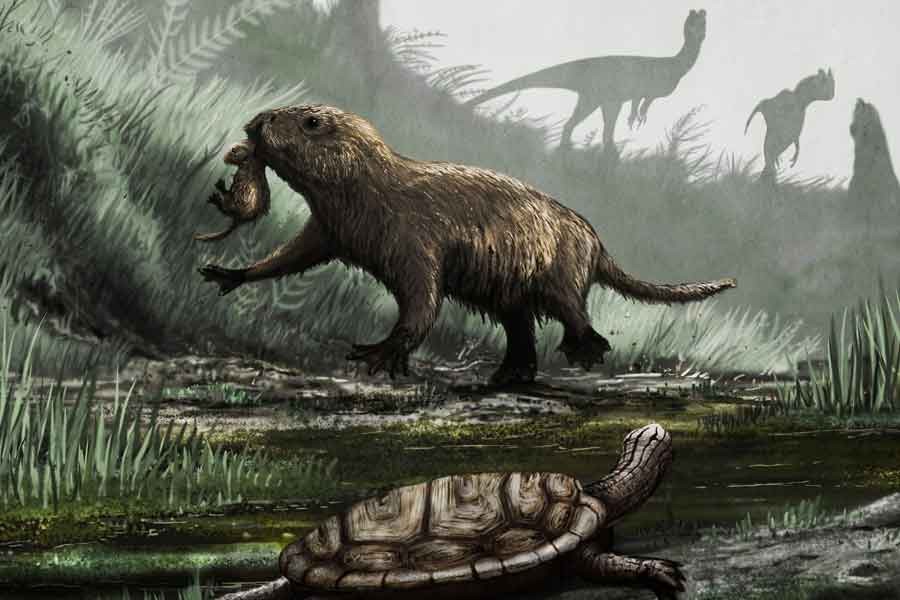 memeli sıcak kanlı ataları (1)-1