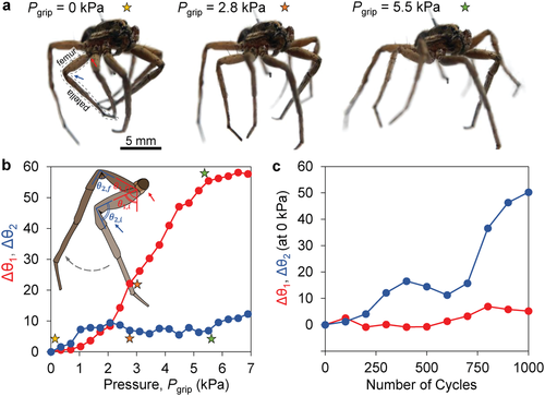 ölü örümceklerden robot yaptılar (3)