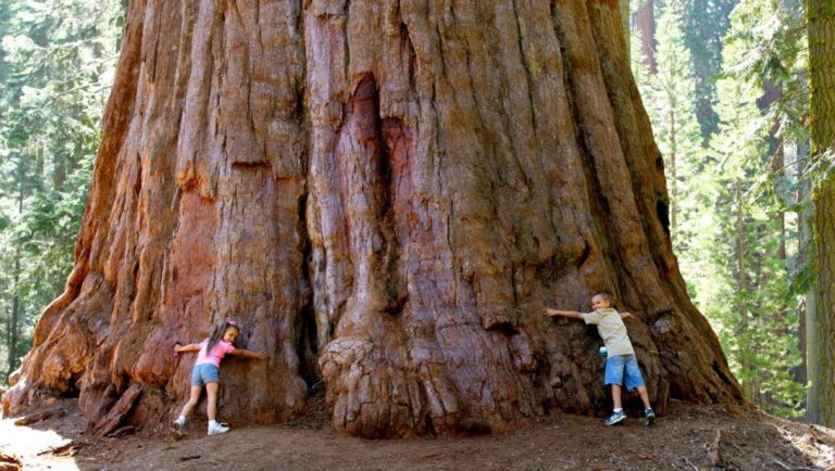 Sekoya-Agaci-e1512488660141-768x434