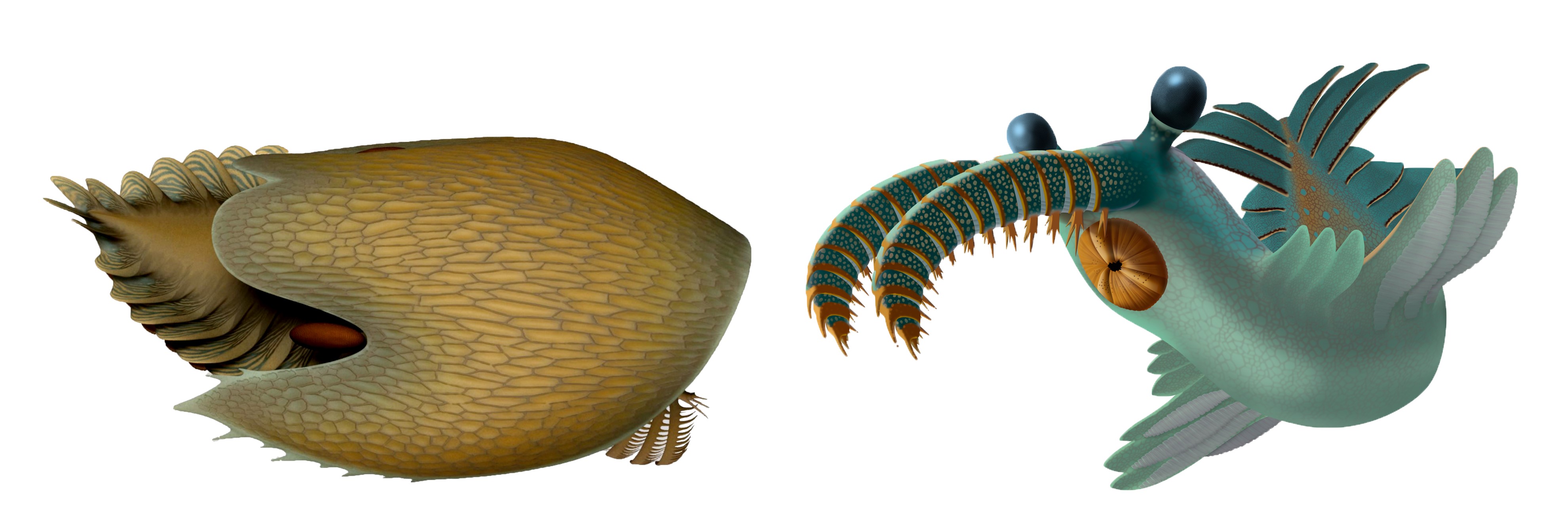 üç gözlü canlı Stanleycaris hirpex (1)