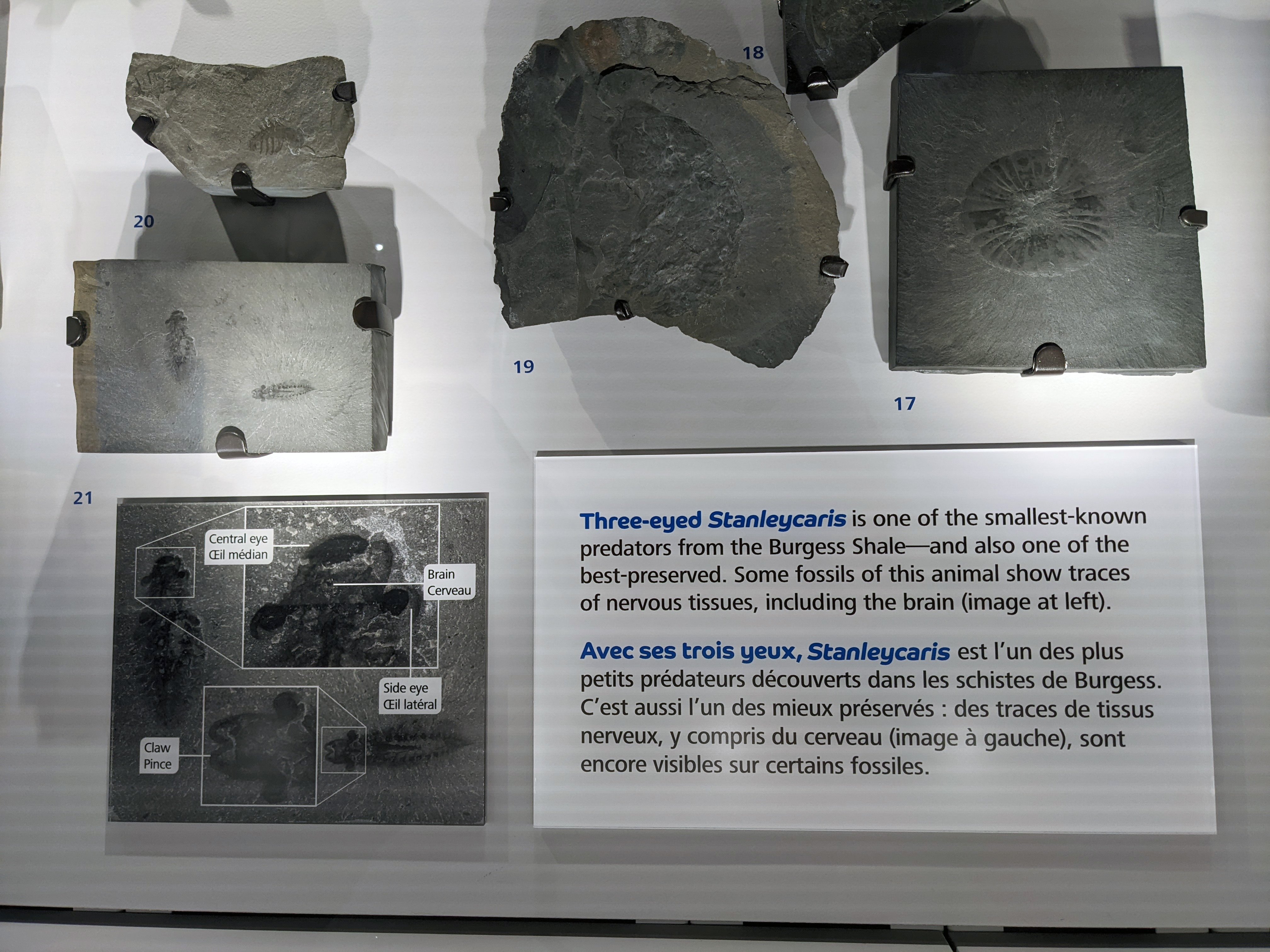 üç gözlü canlı Stanleycaris hirpex (2)