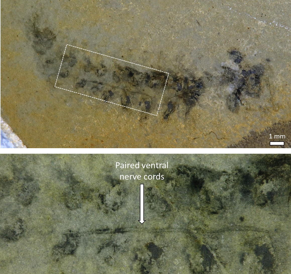 üç gözlü canlı Stanleycaris hirpex (4)