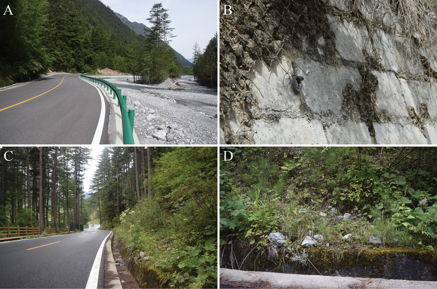 yılan türü keşfedildi (1)