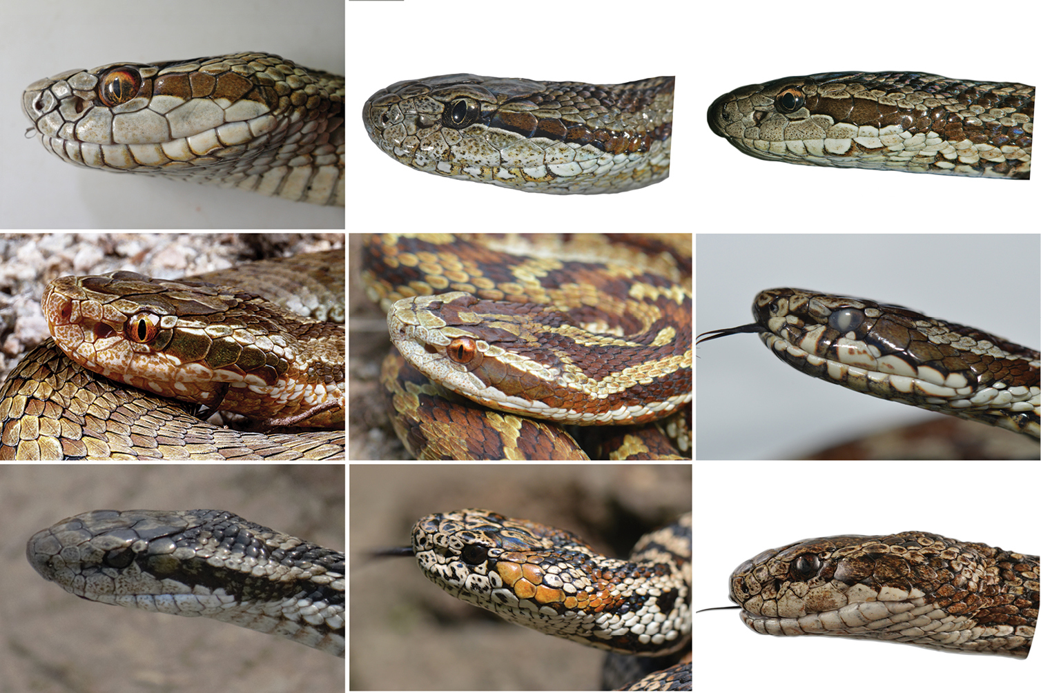 yılan türü keşfedildi (3)